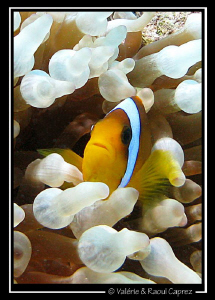 Picture taken in Sharm El Sheikh with a Canon G9. by Raoul Caprez 